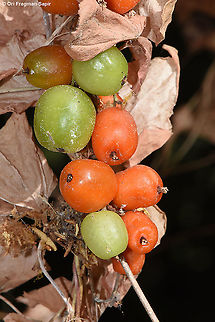 Dioscorea orientalis  Dioscorea orientalis,Geotagged,Israel,Summer