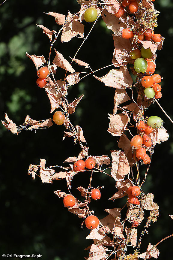 Dioscorea orientalis  Dioscorea orientalis,Geotagged,Israel,Summer