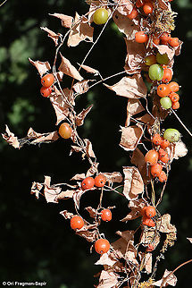 Dioscorea orientalis  Dioscorea orientalis,Geotagged,Israel,Summer