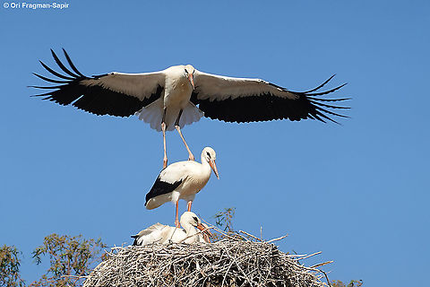 Ciconia ciconia One of the southernmost nests in the world. The adolescents are practicing flight, but sare still afraid and land back on the nest. Ciconia ciconia,White Stork