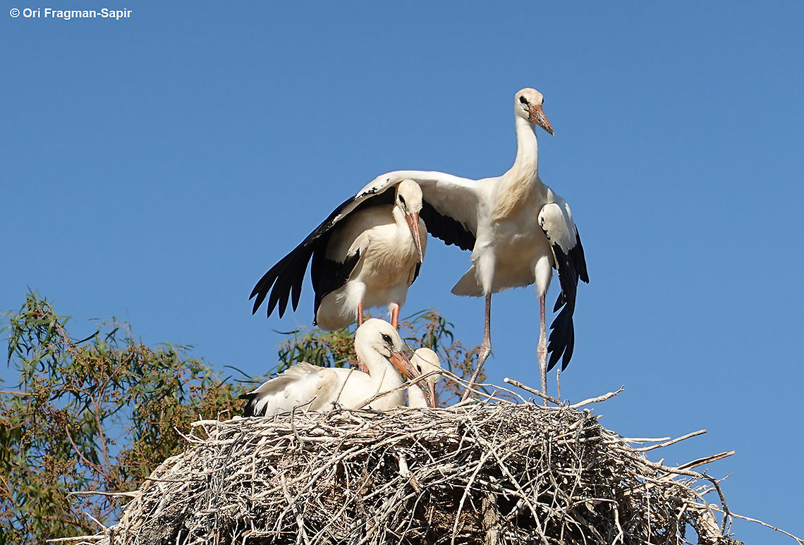 Ciconia ciconia One of the southernmost nests in the world. The adolescents are practicing flight, but are still afraid and land back on the nest. Ciconia ciconia,White Stork