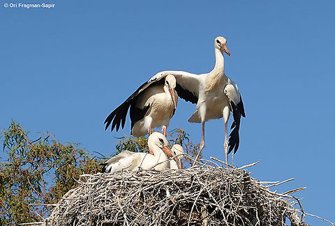 Ciconia ciconia One of the southernmost nests in the world. The adolescents are practicing flight, but are still afraid and land back on the nest. Ciconia ciconia,White Stork