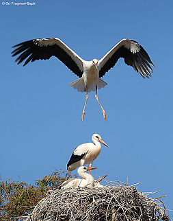 Ciconia ciconia One of the southernmost nests in the world. The adolescents are practicing flight, but sare still afraid and land back on the nest. Ciconia ciconia,White Stork