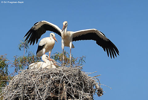 Ciconia ciconia One of the southernmost nests in the world. The adolescents are practicing flight, but are still afraid and land back on the nest. Ciconia ciconia,White Stork