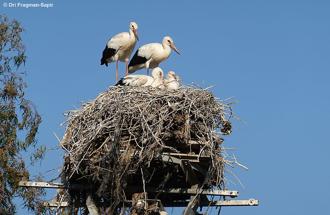 Ciconia ciconia One of the southernmost nests in the world. The adolescents are practicing flight, but are still afraid and land back on the nest. Ciconia ciconia,White Stork