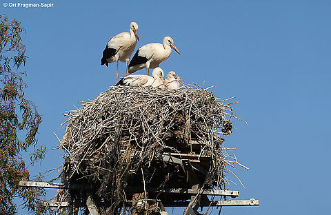 Ciconia ciconia One of the southernmost nests in the world. The adolescents are practicing flight, but are still afraid and land back on the nest. Ciconia ciconia,White Stork