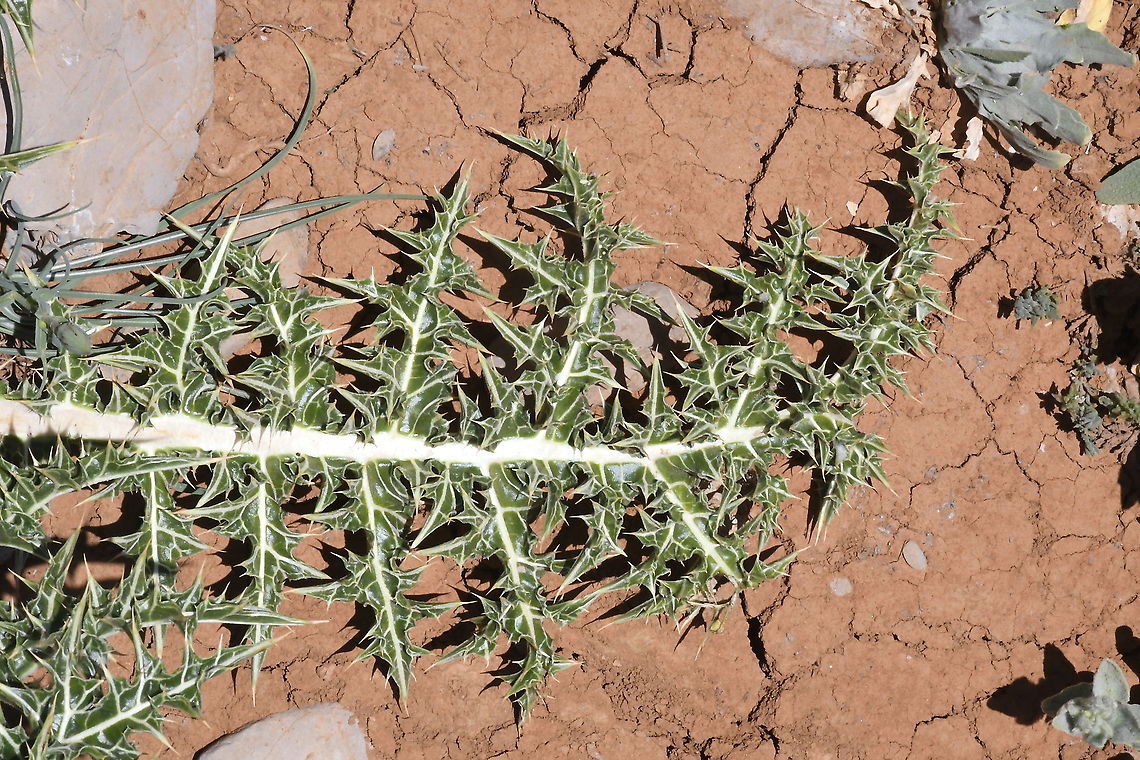 Gundelia tournefortii S Mt Hermon, 2050 m Geotagged,Gundelia tournefortii,Summer