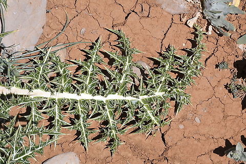 Gundelia tournefortii S Mt Hermon, 2050 m Geotagged,Gundelia tournefortii,Summer