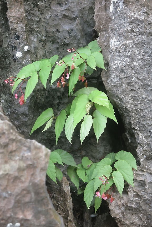 Begonia boisiana  Begonia boisiana