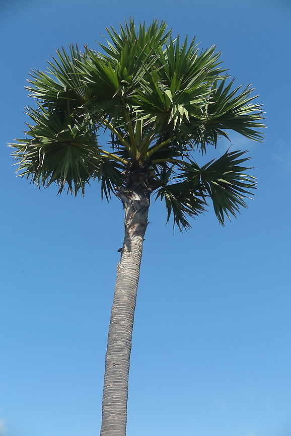 Borassus flabellifer Cambodia, near Siam Rip Borassus flabellifer,Cambodia,Doub palm,Fall,Geotagged