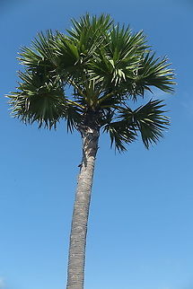 Borassus flabellifer Cambodia, near Siam Rip Borassus flabellifer,Cambodia,Doub palm,Fall,Geotagged