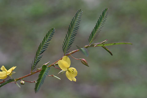 Chamaecrista mimosoides Vietnam, Dalat Chamaecrista mimosoides,Geotagged,Summer,Vietnam
