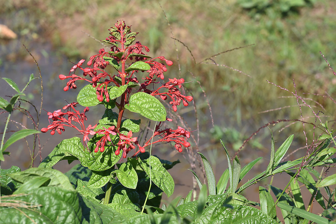 Clerodendrum palmatolobatum  Cambodia,Clerodendrum palmatolobatum,Fall,Geotagged