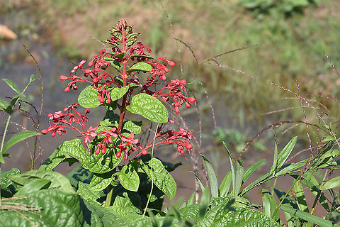 Clerodendrum palmatolobatum  Cambodia,Clerodendrum palmatolobatum,Fall,Geotagged