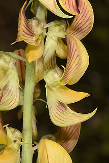 Crotalaria pallida  Cambodia,Crotalaria pallida,Fall,Geotagged