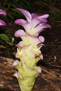 Curcuma petiolata  Cambodia,Curcuma petiolata,Fall,Geotagged