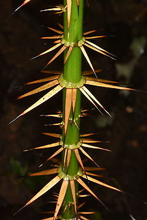 bamboo ? Vietnam, Cat Tien National Park Fall,Geotagged,Vietnam