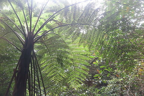 Cyathea gigantea  Alsophila  gigantea,Alsophila gigantea