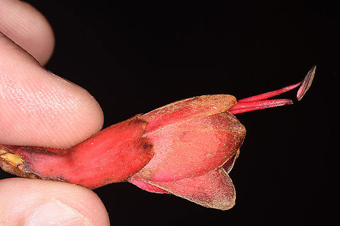Phanera cardinalis Vietnam, Cat Tien National Park Bauhinia cardinalis,Fall,Geotagged,Phanera cardinalis,Vietnam