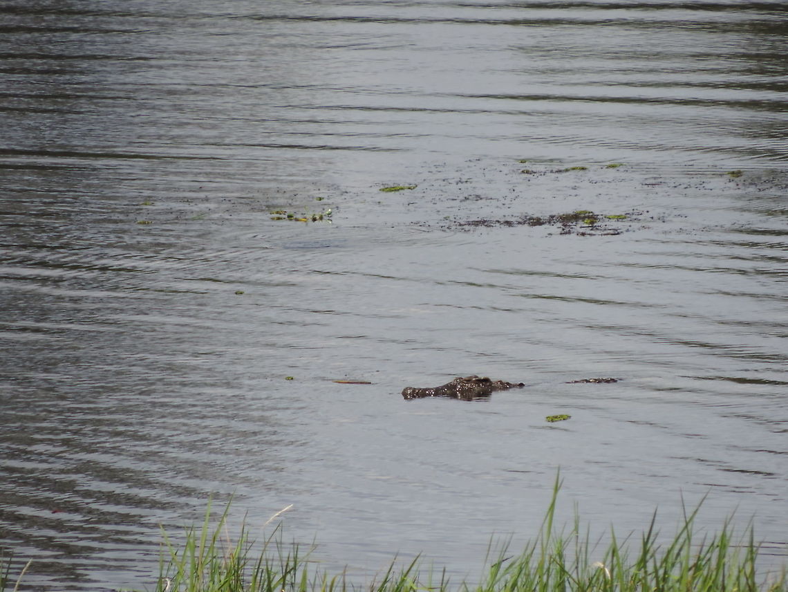Crocodylus siamensis  Crocodylus siamensis,Geotagged,Siamese crocodile,Summer,Vietnam