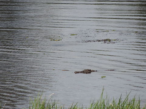 Crocodylus siamensis  Crocodylus siamensis,Geotagged,Siamese crocodile,Summer,Vietnam