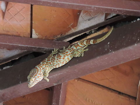 Gekko gecko  Gekko gecko,Geotagged,Summer,Tokay gecko,Vietnam