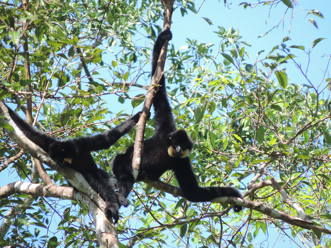 Nomascus gabriellae  Fall,Geotagged,Nomascus gabriellae,Vietnam,Yellow-cheeked gibbon