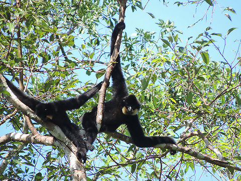 Nomascus gabriellae  Fall,Geotagged,Nomascus gabriellae,Vietnam,Yellow-cheeked gibbon