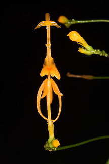 Globba albiflora  Fall,Geotagged,Globba albiflora,Vietnam