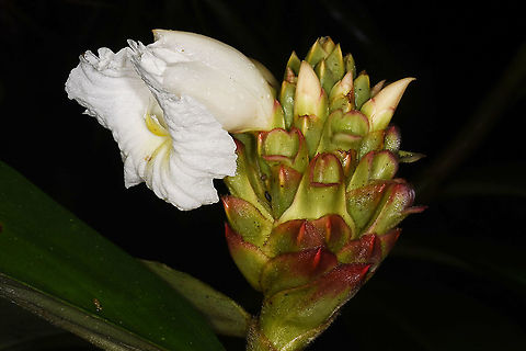 Hellenia speciosa Vietnam, Cat Tien National Park Fall,Geotagged,Hellenia speciosa,Vietnam