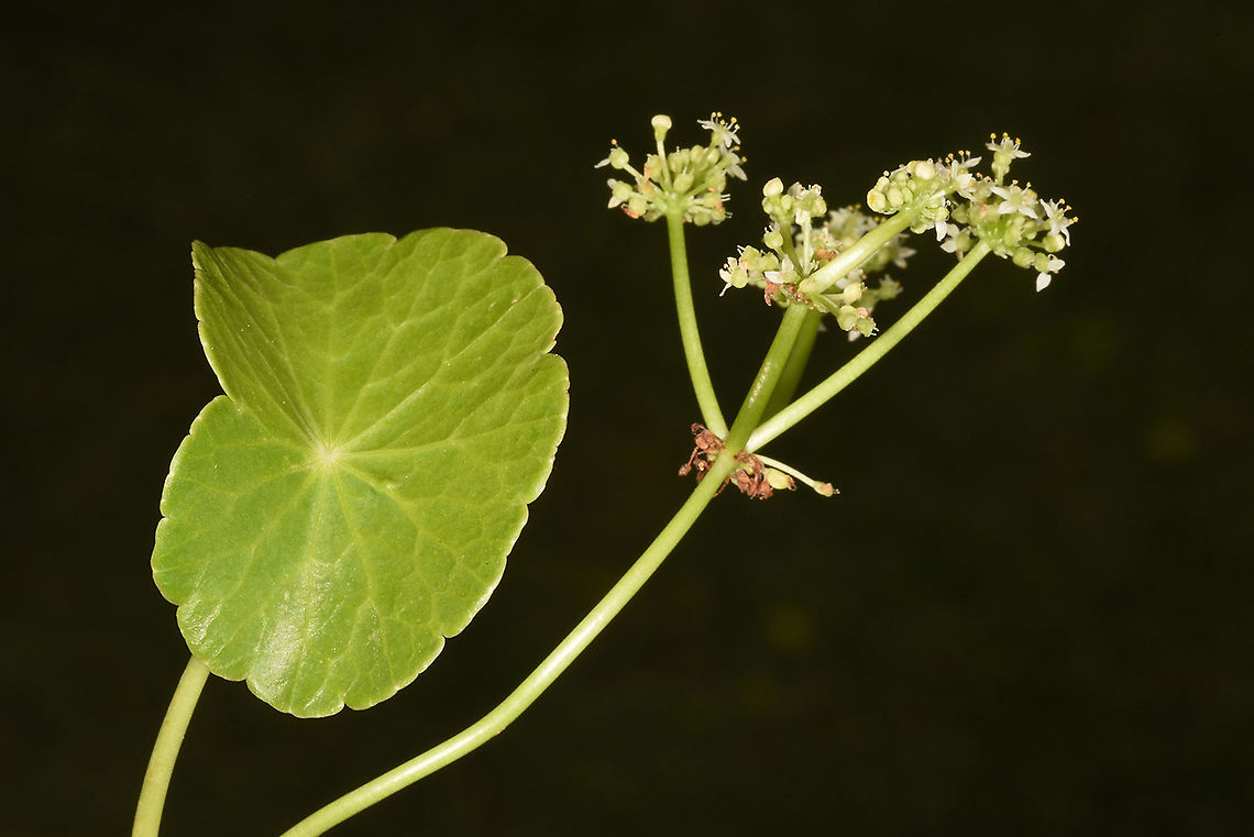 Hydrocotyle bonariensis  Geotagged,Hydrocotyle bonariensis,Summer,Vietnam