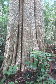 Lagerstroemia calyculata  Geotagged,Lagerstroemia calyculata,Summer,Vietnam