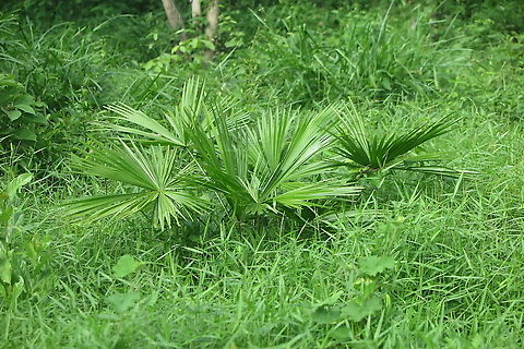 Licuala bachmaensis  Geotagged,Licuala bachmaensis,Summer,Vietnam