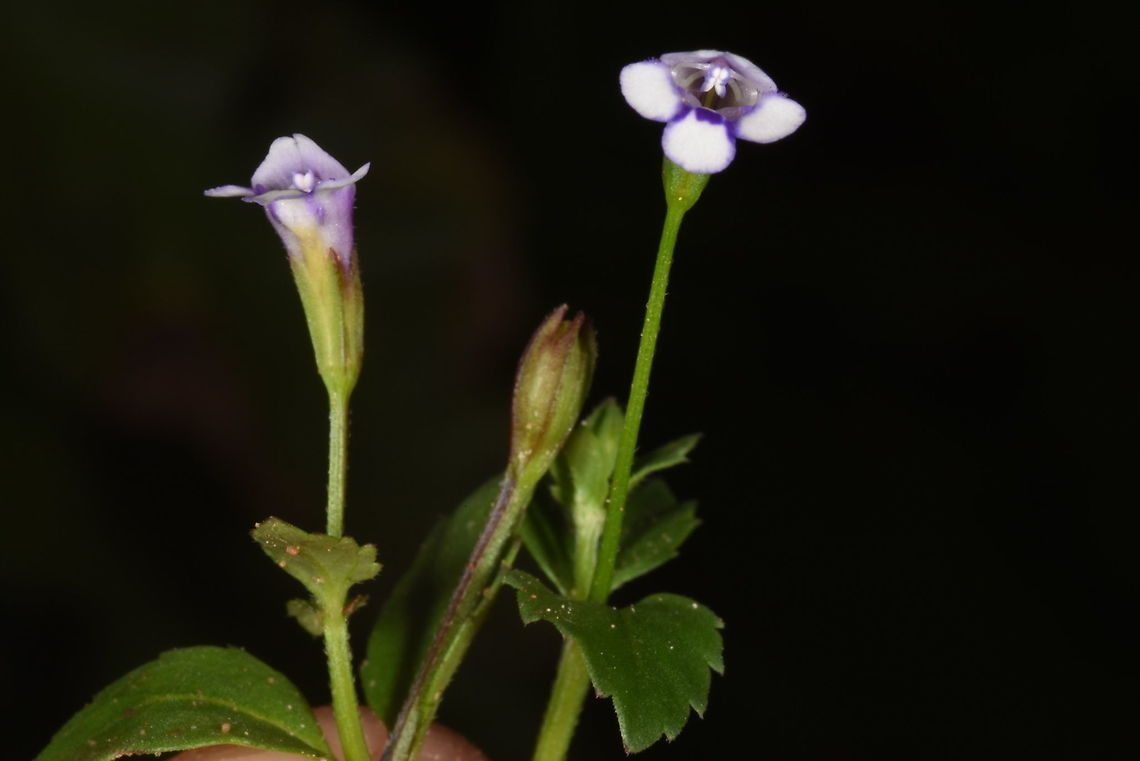 Torenia crustacea Cambodia, near Siam Rip Cambodia,Fall,Geotagged,Torenia crustacea