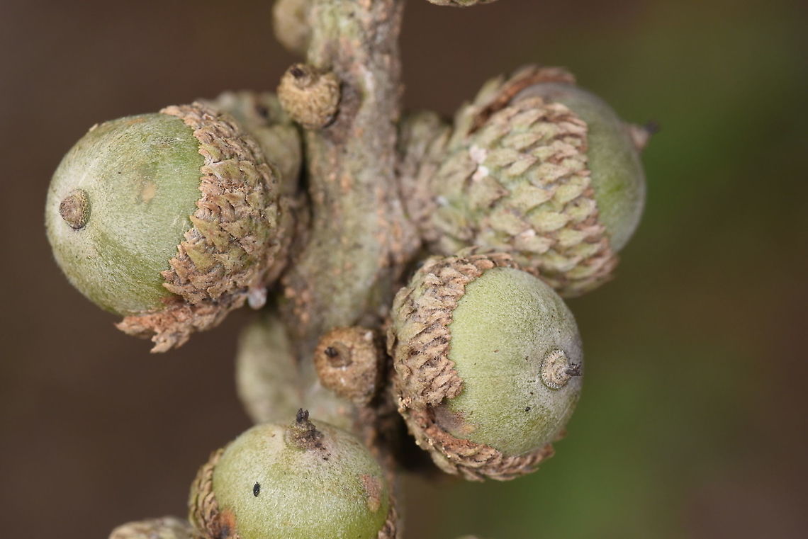 Lithocarpus dealbatus Vietnam, Dalat Geotagged,Lithocarpus dealbatus,Summer,Vietnam