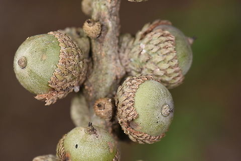 Lithocarpus dealbatus Vietnam, Dalat Geotagged,Lithocarpus dealbatus,Summer,Vietnam
