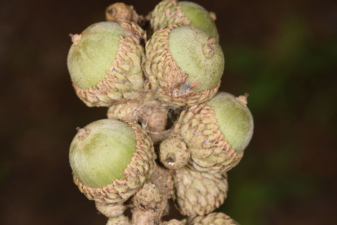 Lithocarpus dealbatus  Lithocarpus dealbatus