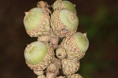 Lithocarpus dealbatus  Lithocarpus dealbatus