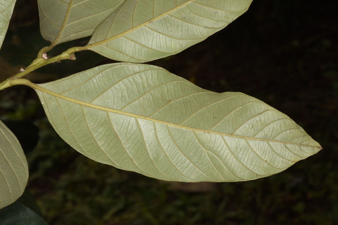 Lithocarpus dealbatus Vietnam, Dalat Geotagged,Lithocarpus dealbatus,Summer,Vietnam