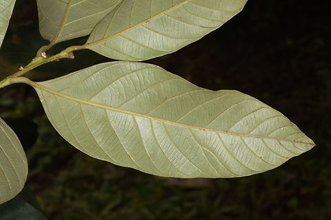 Lithocarpus dealbatus Vietnam, Dalat Geotagged,Lithocarpus dealbatus,Summer,Vietnam