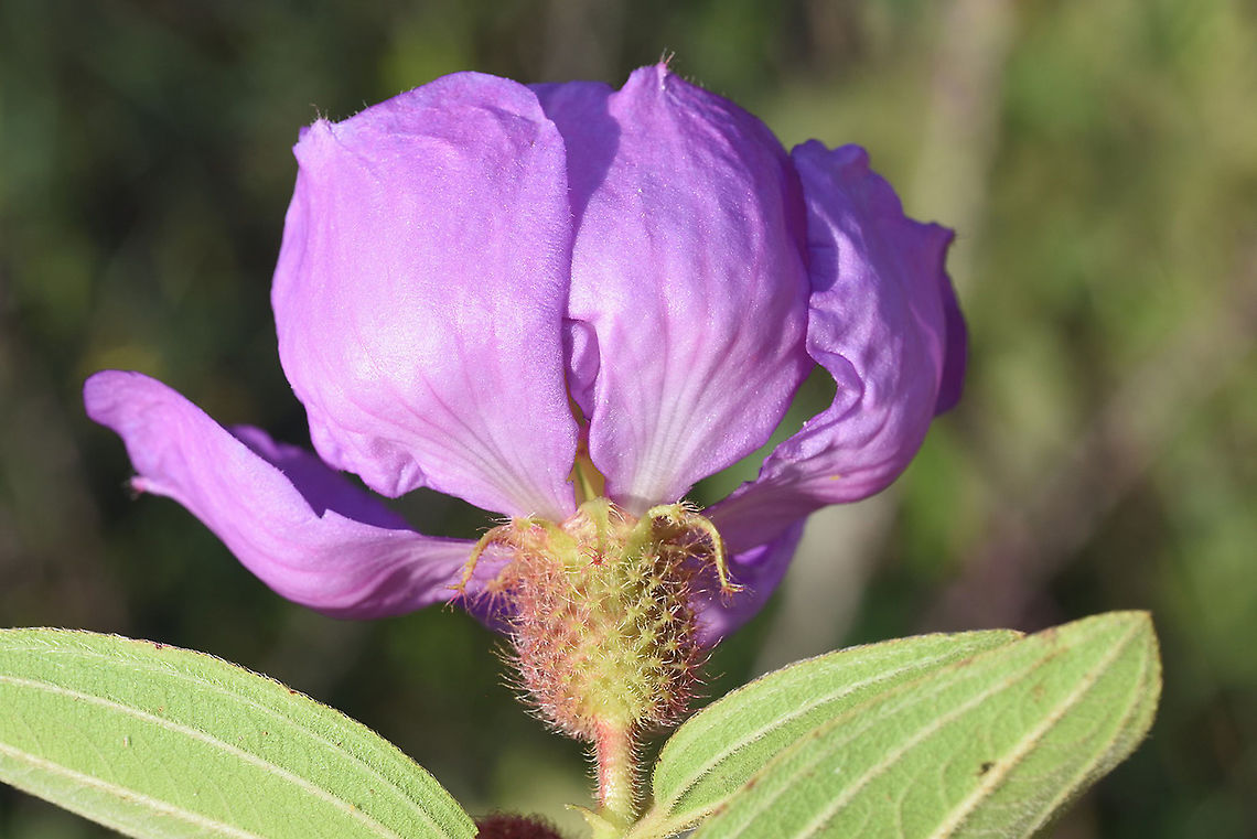 Melastoma saigonense Cambodia, bnear Siam Rip Cambodia,Fall,Geotagged,Melastoma saigonense