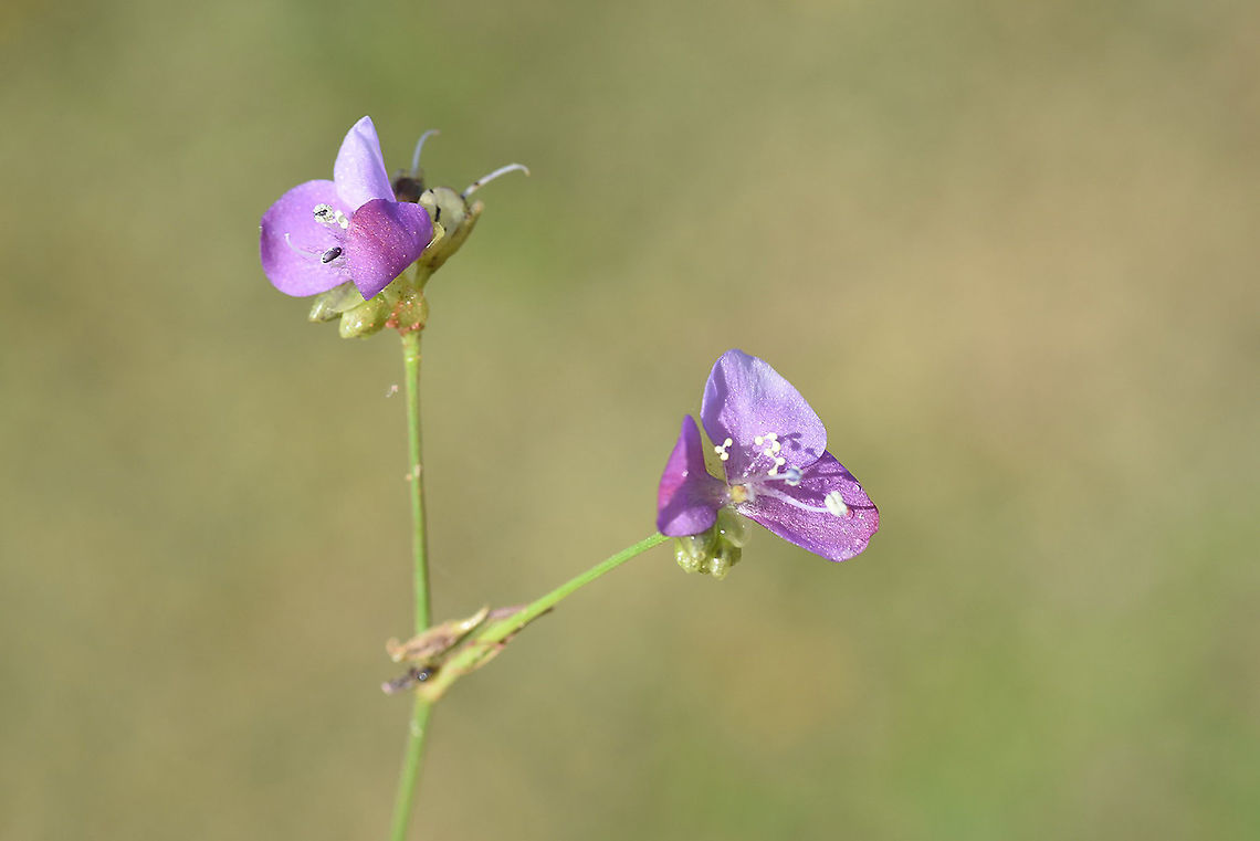 Murdannia nudiflora Cambodia, near Siam Rip Cambodia,Fall,Geotagged,Murdannia nudiflora