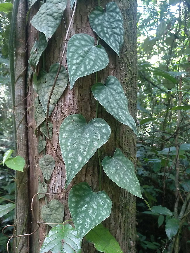 Piper sylvestre  Geotagged,Piper sylvestre,Summer,Vietnam