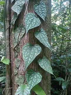 Piper sylvestre  Geotagged,Piper sylvestre,Summer,Vietnam