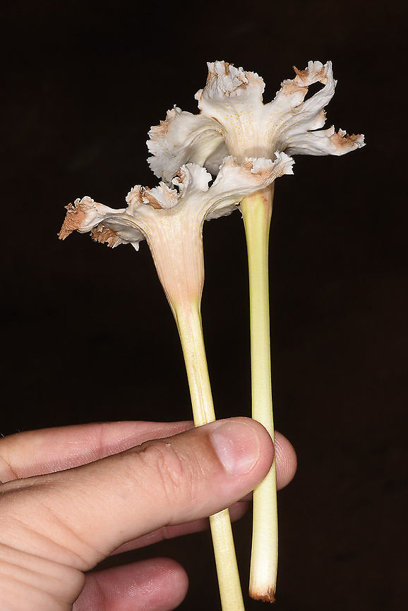 Radermachera sinica  Radermachera sinica