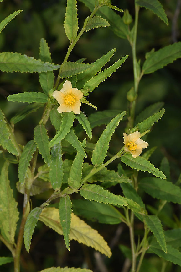 Sida cordifolia  Cambodia,Fall,Geotagged,Sida cordifolia