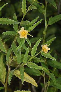 Sida cordifolia  Cambodia,Fall,Geotagged,Sida cordifolia