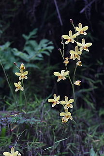 Spathoglottis pubescens  Spathoglottis pubescens