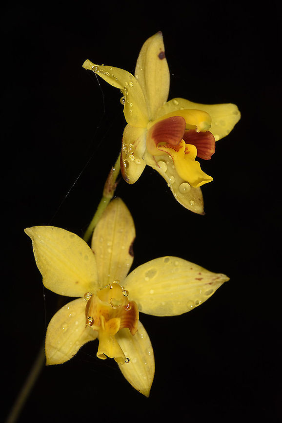 Spathoglottis pubescens  Spathoglottis pubescens
