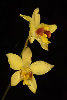 Spathoglottis pubescens  Spathoglottis pubescens
